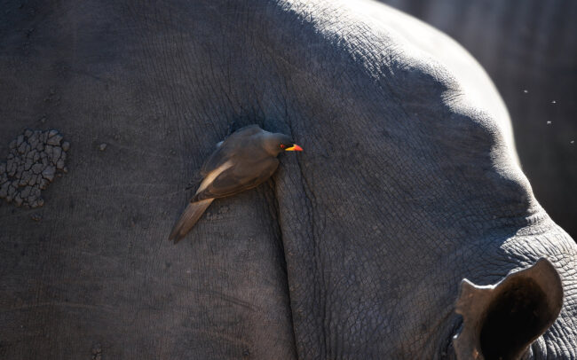 Oxpecker (Madenhacker) sitzt auf Nashorn im Krüger Nationalpark