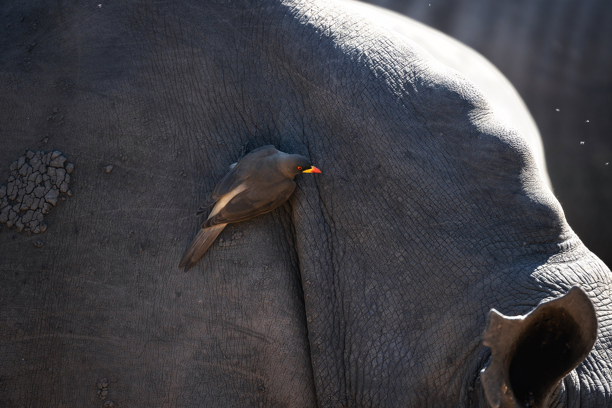 Oxpecker (Madenhacker) sitzt auf Nashorn im Krüger Nationalpark