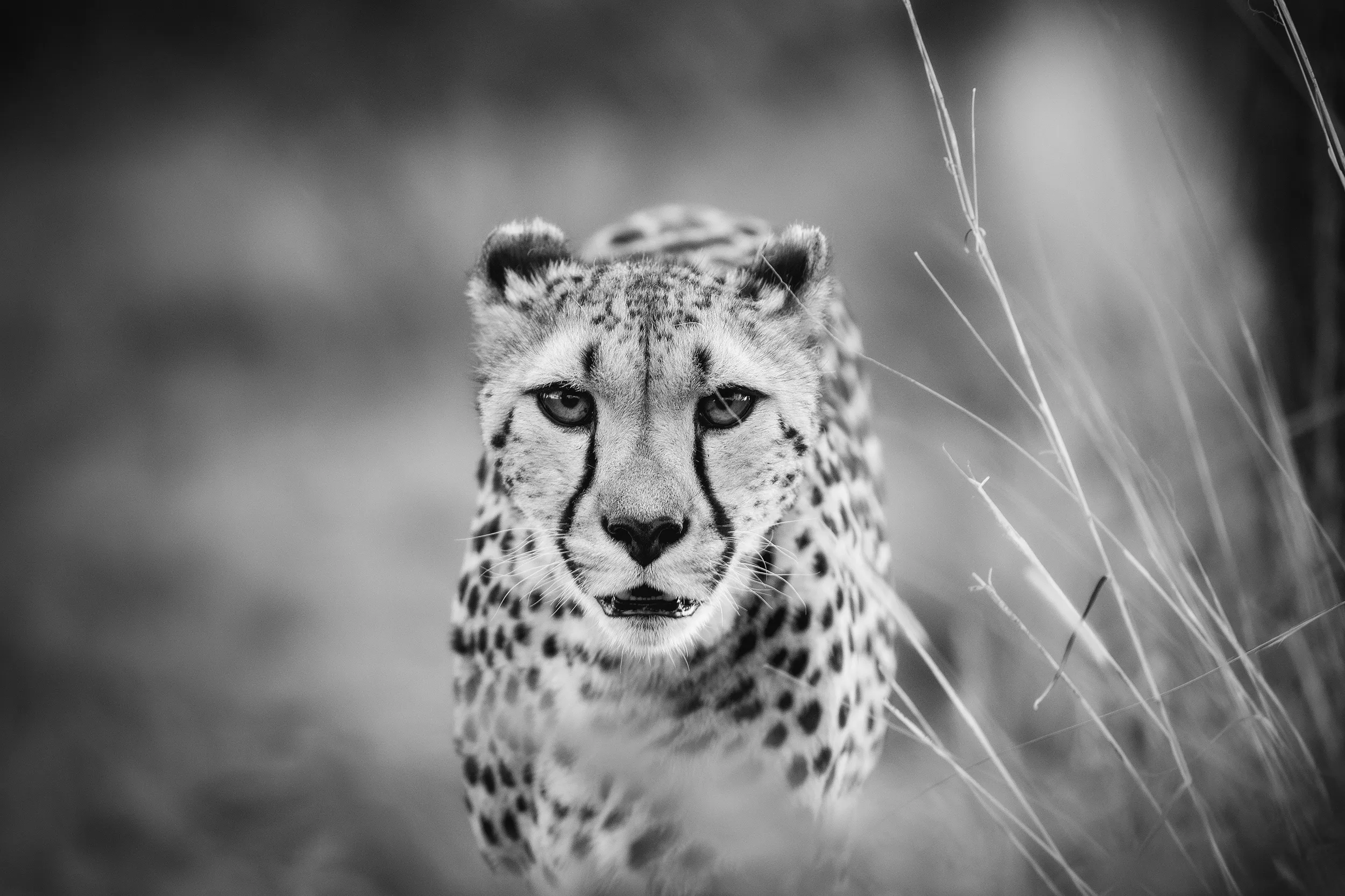 Gepard in schwarz weiß streift durch Südafrika bei einem Cheetah Conservation Project